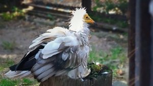 Семейная пара стервятников решила устроить банный день.