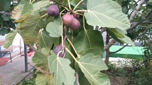 Сад огород хурма инжир киви цветы