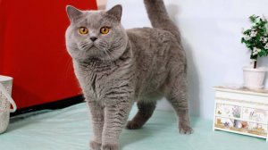 SnowShow Oazis. British Shorthair male blue color. Британский короткошерстный кот голубого окраса.