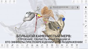 2. Большой каменистый нерв