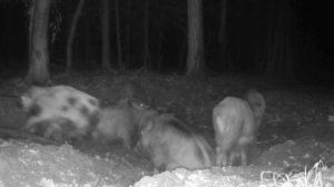 Кабаны фото ловушка