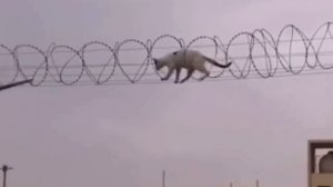 Тюремный курьер, быстрая доставка в камеру за вкусняшку✌️😂