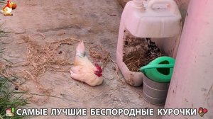 Цыплята и Курочки селяночки лучшие беспородные несушки 🥚 (330)