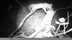 ночная жизнь