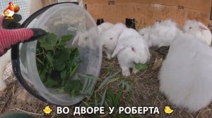 Содержание кур в домашних условиях и других птиц во дворе у Роберта 🐣🐤🦆🐔🪿🦃 (269)