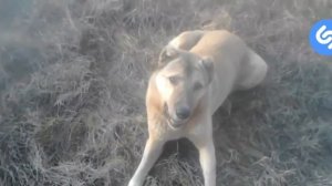 Лабан красава