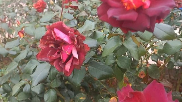 Я не умею выращивать розы🙈🙈🙈 смотреть онлайн