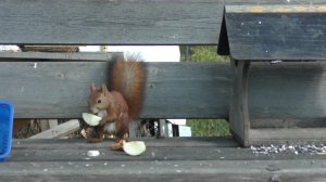 Рыжий такой запасливый, может ты девочка? Похоже, что да.