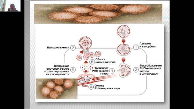 Современные особенности ОРВИ у детей лекция