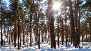 Rejean Paquin - The Hierophant