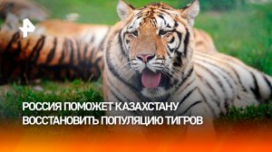 Россия поможет Казахстану возродить популяцию амурских тигров