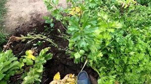 Уборка пастернака, корневой петрушки, корневого сельдерея.