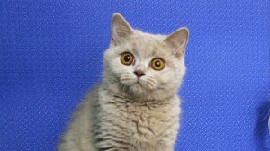 British shorthair female lilac color. Британская короткошерстная девочка, окрас лиловый.