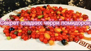 Помидорки черри станут ещё вкуснее и слаще.