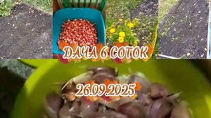 ДАЧА 6 СОТОК//ПОСЕВ ЧЕСНОКА И ЛУКА ПОД ЗИМУ//ГОСТЕВЫЕ ХВОСТЫ