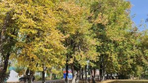 деревья в золотых листьях в деревне