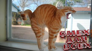 СМЕШНЫЕ КОТЫ 2025 ЛУЧШИЕ ПРИКОЛЫ С КОТАМИ, КОТИКИ, КОШКИ, СМЕШНОЕ ВИДЕО