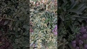 Мои хризантемы 27.09.2025