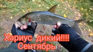 МИКРОДЖИГ ОСЕНЬ СЕНТЯБРЬ РЫБАЛКА НА СПИНИНГ