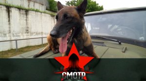 Отличная подготовка и острый нюх: служебные собаки ОМОН «Авангард» | «Смотр»