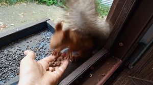 у белок много дел