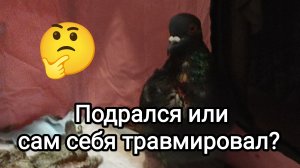 27-09-2025. Что произошло со Злыднем?