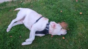 VID_20250926_182107.mp4