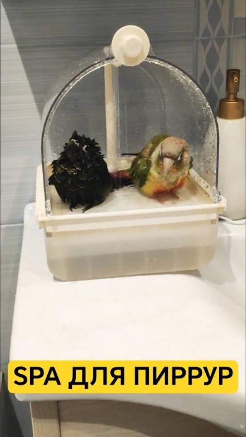 Попугаи в душе: милота зашкаливает! 🚿🦜