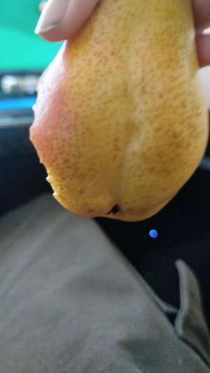 99 ночей. метеоритный дождь?, эвенты? узнаем сейчас