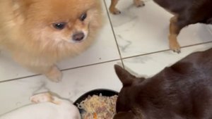 Почти все сегодня порадовали, только шпицули и Феюшка повыпендривались.