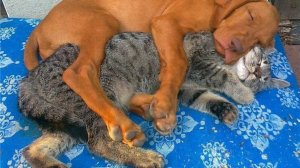 -Приколы с котами! - С ОЗВУЧКОЙ! Смешные коты и собаки! - Смешные видео с животными.