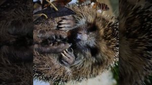 Ёжик в тумане ну очень милый ❤️