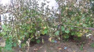 Состояние кустов винограда после сбора урожая ПОДПИШИСЬ