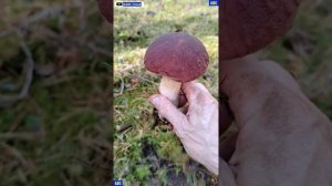 Лесной фитнес и обучение Ская сбору боровиков 26.09.2026 #юныйпрадедбодрыйдед #авсарх