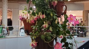 27.09.2025 г ТМК ГРИНН/ Комнатные растения