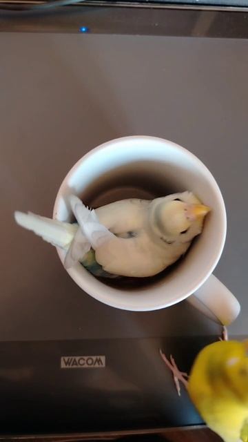 птичий латте