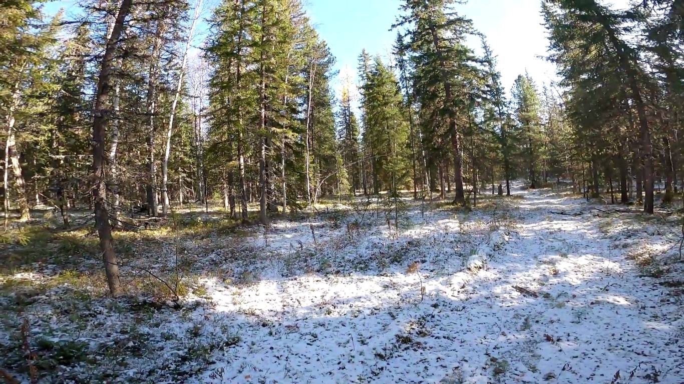 Осенняя сказка. Охота на рябчика.