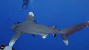 МОЛИТВА ОТ ТОСКИ