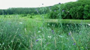 Звуки лета I 3 года назад...