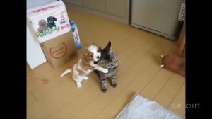 Веселые кошки животные