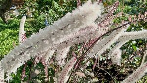 И СНОВА САД, И СНОВА ОГОРОД.