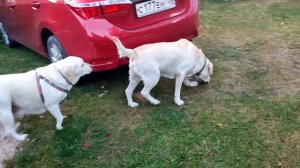 VID_20250926_180506(0)(0)(0).mp4