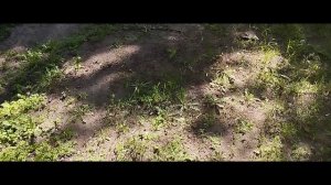 Мы идём гулять с собакой! | 30-май-2025, 2