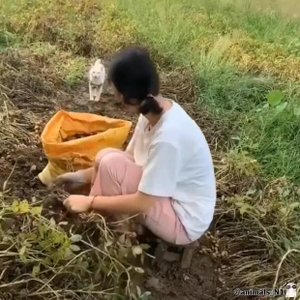 Кошка пришла за обнимашками