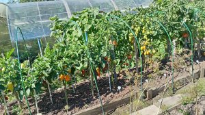 КОРНЕВАЯ СИСТЕМА ПЕРЦЕВ.