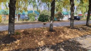 27-09-2025 спокойный осенний день в деревне