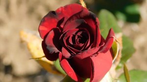 22==09==2025  ПВН  КМР   (202)