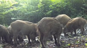 Кабанчики фото ловушка