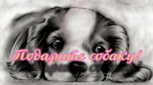 Подарите мне собаку!