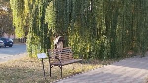 лоси  в городе заречном Пензенской области обычное дело